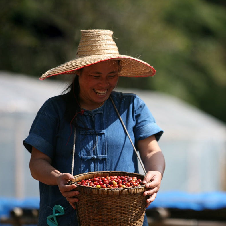 Thailand, Chiang Rai, Mae Suai, Rom Yen, USDA Certified Organic