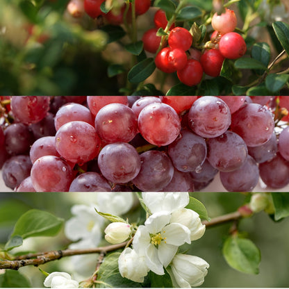 Thailand, Chiang Mai, Om Koi, Typica & Catimor, Natural Double Anaerobic (Single Origin)